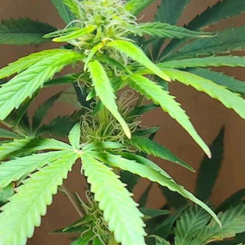 Lemon kix growlog timeline photo