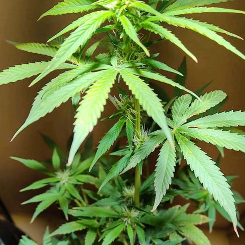 Lemon kix growlog timeline photo