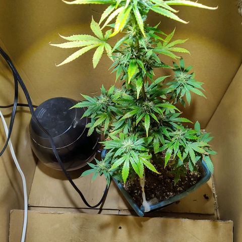 Lemon kix growlog timeline photo