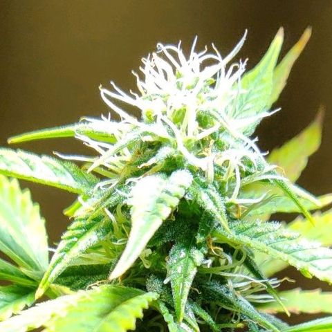 Lemon kix growlog timeline photo