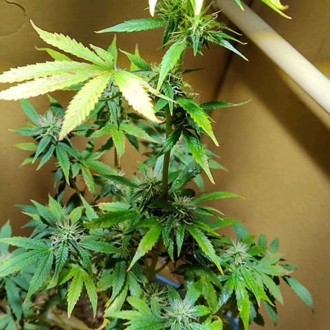 Lemon kix growlog timeline photo