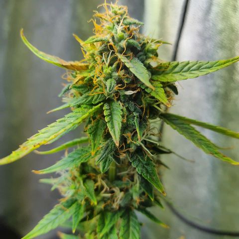 Lemon kix growlog timeline photo