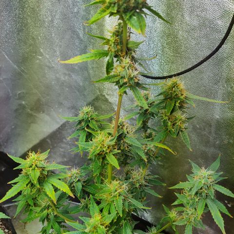Lemon kix growlog timeline photo