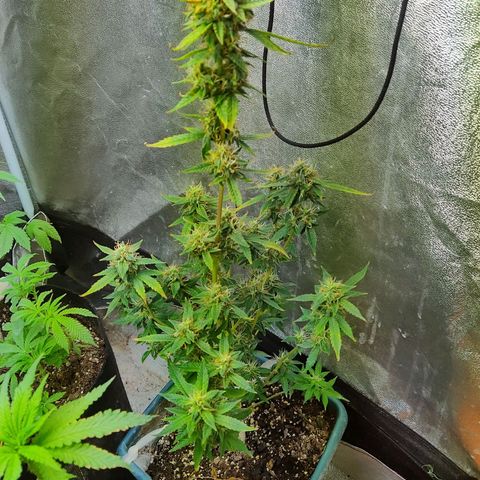 Lemon kix growlog timeline photo