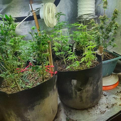 Lemon kix growlog timeline photo
