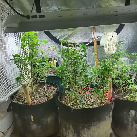 Lemon kix growlog timeline photo