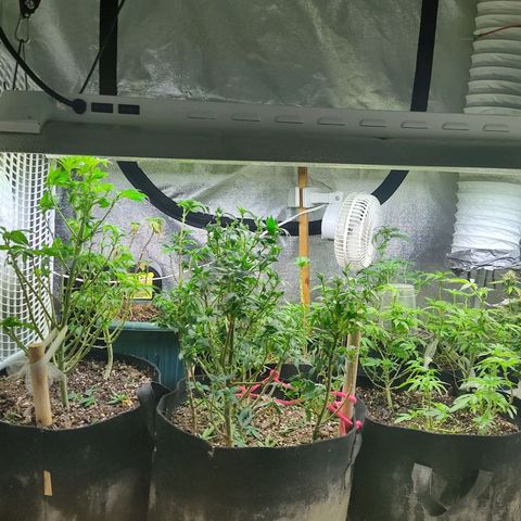 Lemon kix growlog timeline photo