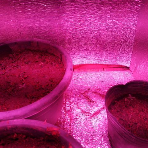 Genética desconocida growlog timeline photo