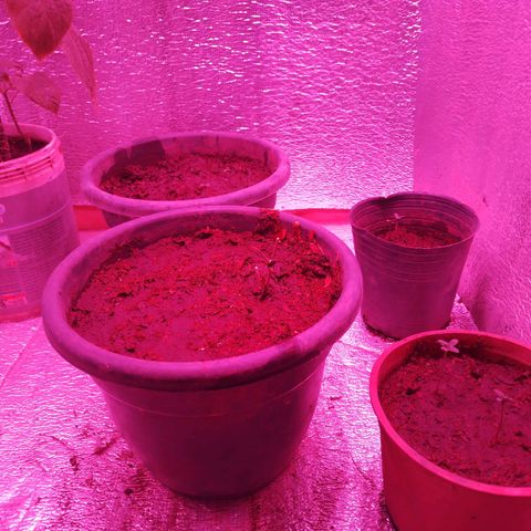 Genética desconocida growlog timeline photo