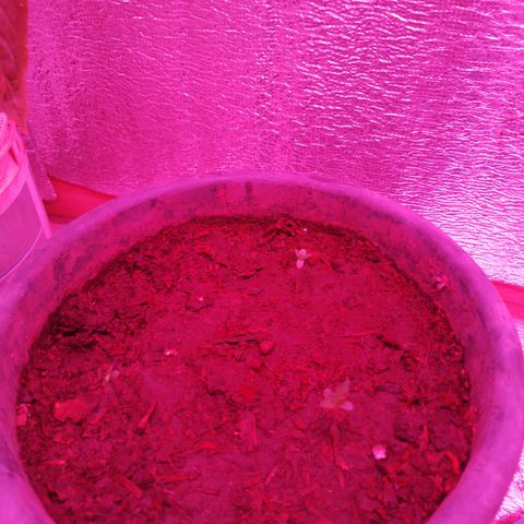 Genética desconocida growlog timeline photo