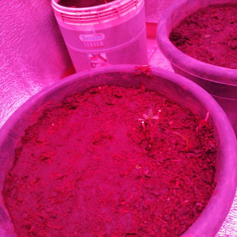 Genética desconocida growlog timeline photo