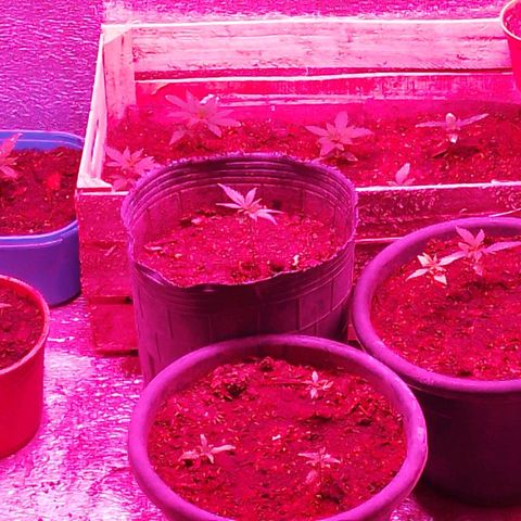 Genética desconocida growlog timeline photo