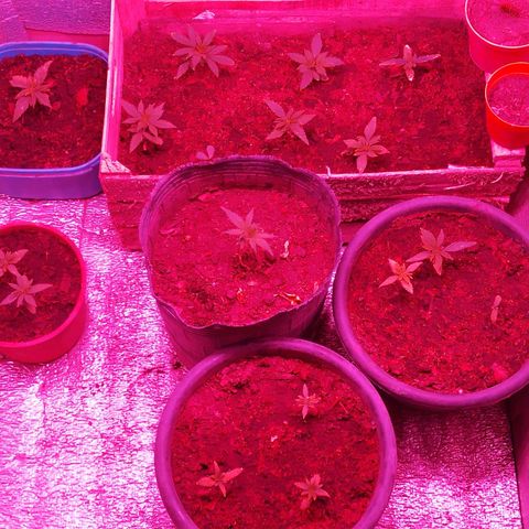 Genética desconocida growlog timeline photo
