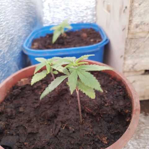 Genética desconocida growlog timeline photo