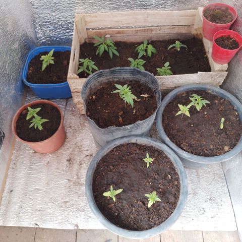 Genética desconocida growlog timeline photo