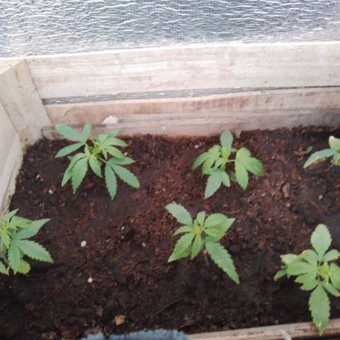 Genética desconocida growlog timeline photo
