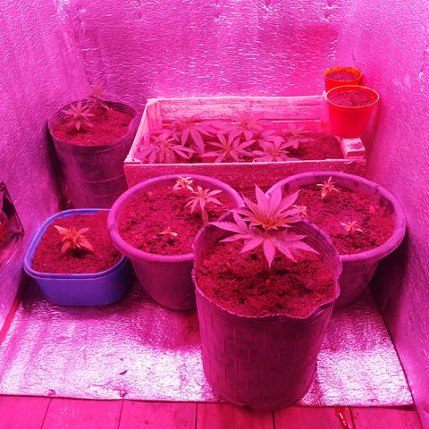 Genética desconocida growlog timeline photo