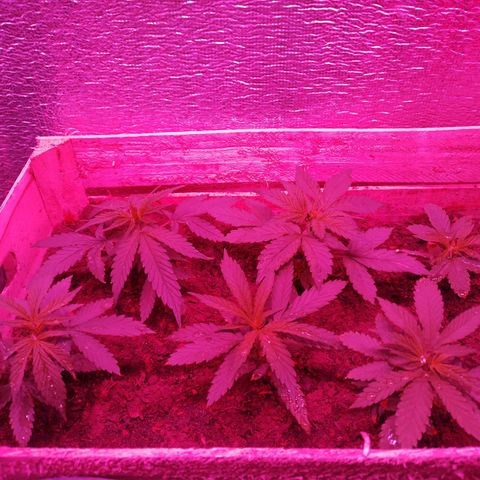 Genética desconocida growlog timeline photo