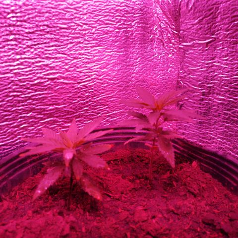 Genética desconocida growlog timeline photo