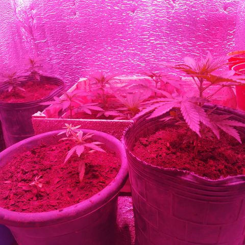 Genética desconocida growlog photo: 16 cm