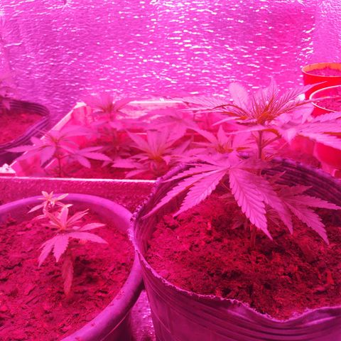 Genética desconocida growlog photo: 16 cm