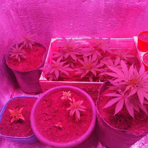 Genética desconocida growlog photo: 16 cm
