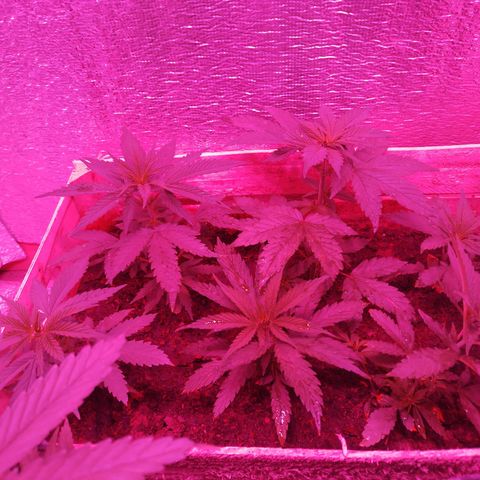 Genética desconocida growlog photo: 19 cm