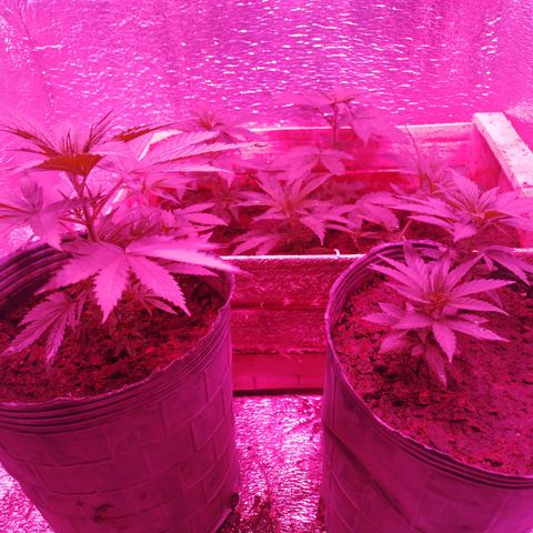 Genética desconocida growlog photo: 19 cm
