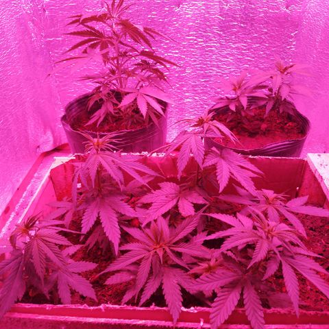 Genética desconocida growlog timeline photo