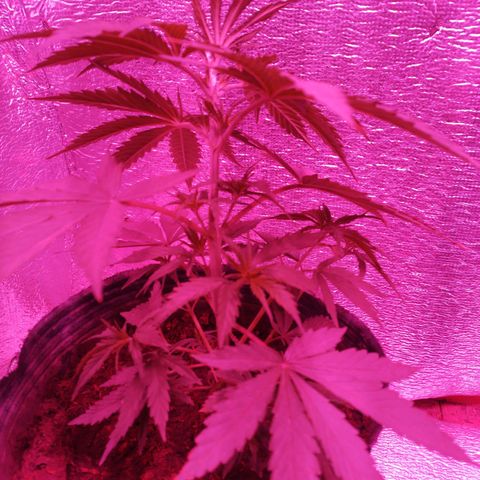 Genética desconocida growlog timeline photo
