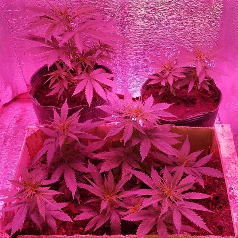 Genética desconocida growlog timeline photo
