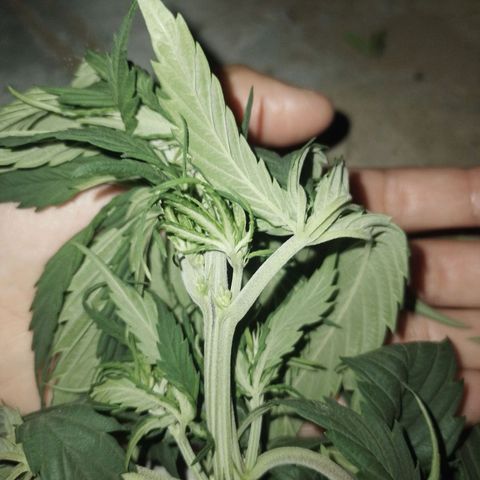 Genética desconocida growlog timeline photo