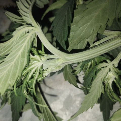 Genética desconocida growlog timeline photo