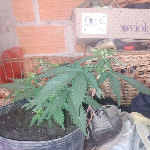 Genética desconocida growlog photo: Tecnica L.s.t