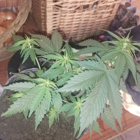 Genética desconocida growlog photo: Tecnica L.s.t