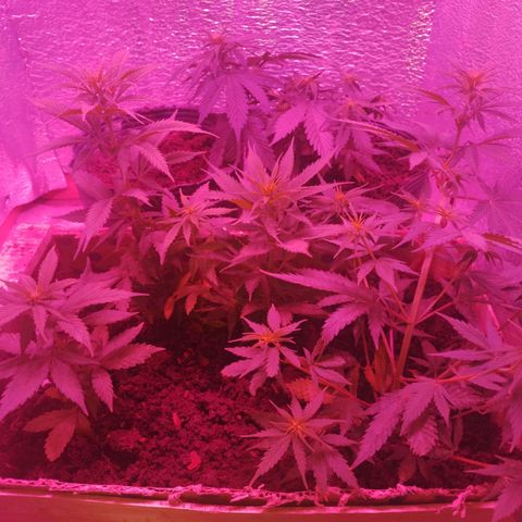 Genética desconocida growlog timeline photo