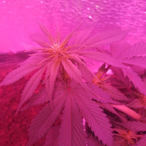 Genética desconocida growlog timeline photo