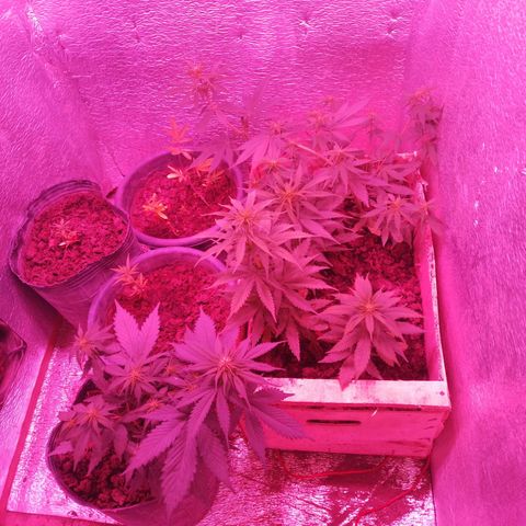 Genética desconocida growlog timeline photo