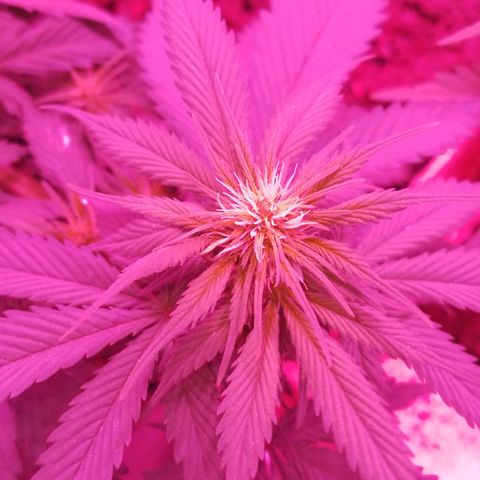 Genética desconocida growlog timeline photo