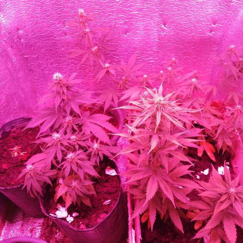 Genética desconocida growlog timeline photo