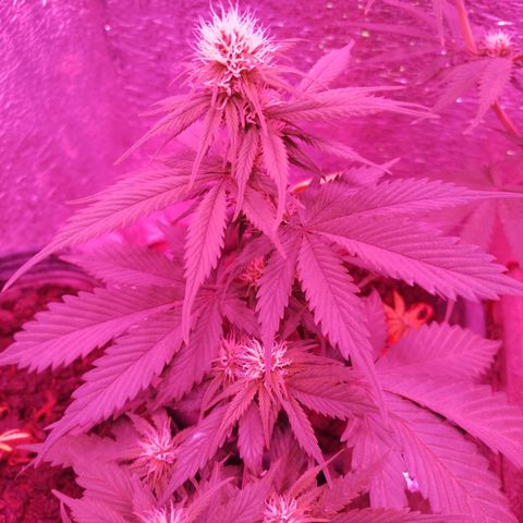 Genética desconocida growlog timeline photo