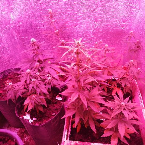 Genética desconocida growlog timeline photo