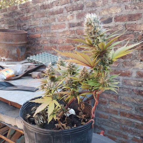 Genética desconocida growlog timeline photo