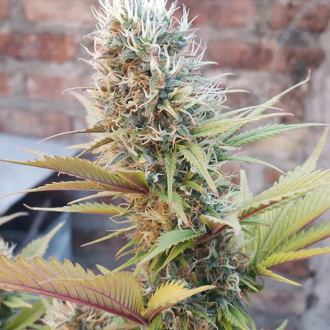 Genética desconocida growlog timeline photo