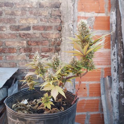 Genética desconocida growlog timeline photo