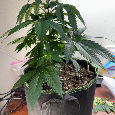 Super Silver Haze growlog timeline photo