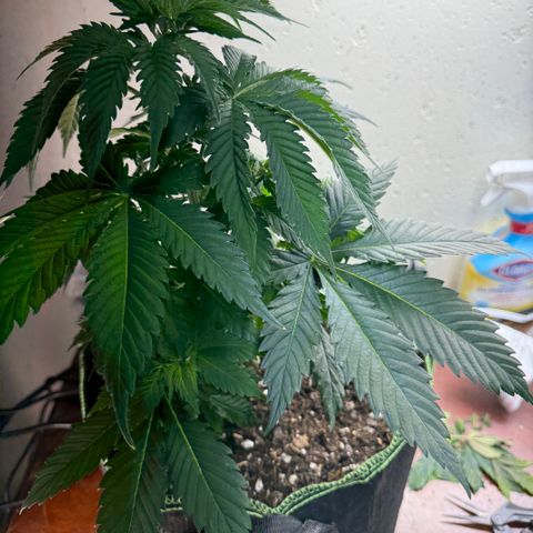 Super Silver Haze growlog timeline photo