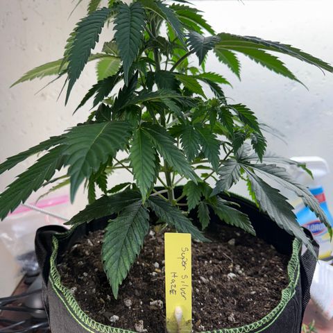 Super Silver Haze growlog timeline photo