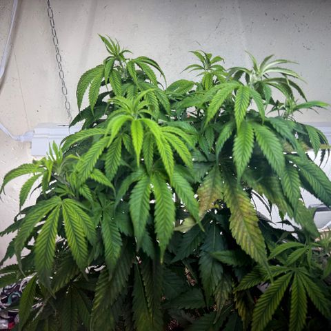 Super Silver Haze growlog timeline photo
