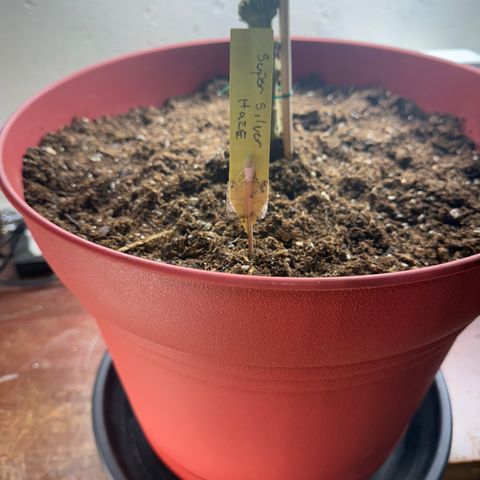 Super Silver Haze growlog timeline photo